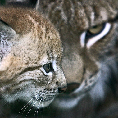 ein Luchs